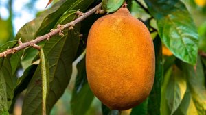 O cupuaçu é uma potente fonte de nutrientes essenciais para a saúde (Imagem: Alexandre Laprise | Shutterstock)