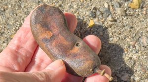 O jucá tem propriedades que podem ser utilizadas para tratar diversas condições (Imagem: ISBEL DIAS | Shutterstock)