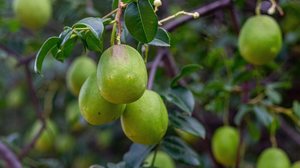 O umbu oferece propriedades nutricionais importantes para o organismo (Imagem: Hyago Xavier Teixeira | Shutterstock)