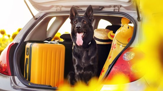Cuidados durante as viagens de verão mantêm o bem-estar emocional e comportamental dos animais (Imagem: Kasefoto | Shutterstock)