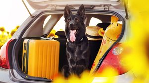 Cuidados durante as viagens de verão mantêm o bem-estar emocional e comportamental dos animais (Imagem: Kasefoto | Shutterstock)