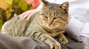 Cuidados especiais mantém o bem-estar e a qualidade de vida dos pets idosos (Imagem: Budimir Jevtic | Shutterstock)