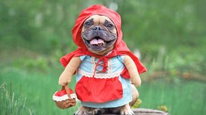 As fantasias devem ser usadas com cautela nos animais (Imagem: Firn | Shutterstock)