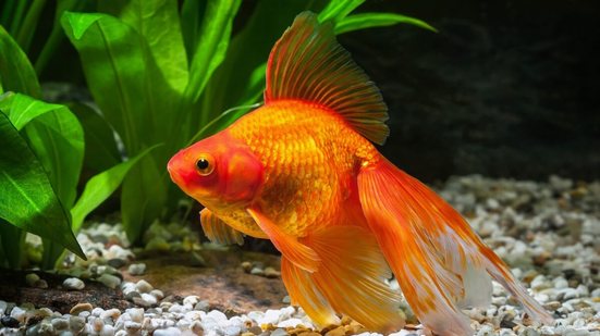 Os peixes ornamentais estão entre os animais de estimação mais populares entre os brasileiros (Imagem: dien | Shutterstock)