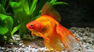 Os peixes ornamentais estão entre os animais de estimação mais populares entre os brasileiros (Imagem: dien | Shutterstock)