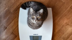 Controlar o peso dos pets evita problemas de saúde e mantém o bem-estar do animal (Imagem: Sasha Chornyi | Shutterstock)