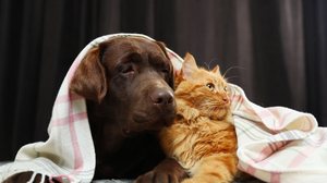 Os pets precisam de cuidados redobrados no inverno (Imagem: New Africa | Shutterstock)