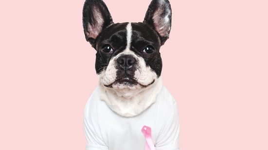 O câncer de mama também é uma doença comum em cadelas (Imagem: SvetikovaV | Shutterstock)