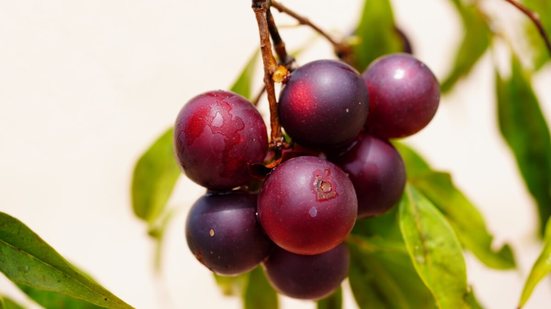 O camu-camu é uma das frutas com o teor mais alto de vitamina C (Imagem: juerginho | Shutterstock)