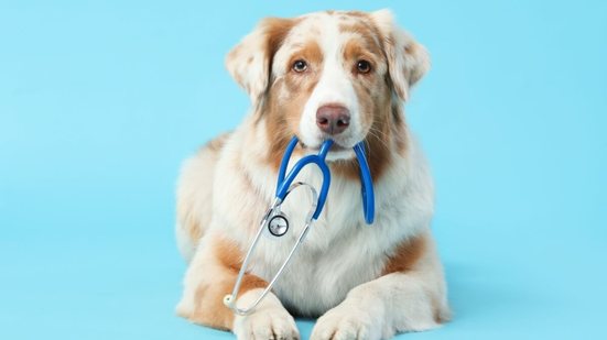 Cães e gatos também podem desenvolver câncer (Imagem: Pixel-Shot | Shutterstock)