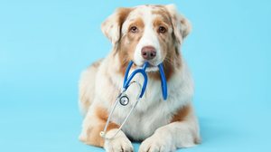 Cães e gatos também podem desenvolver câncer (Imagem: Pixel-Shot | Shutterstock)