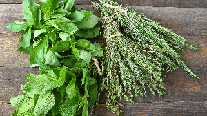 Plantas aromáticas conquistam espaço nas casas não apenas pelo aroma agradável, mas também pelos compostos naturais que podem trazer benefícios à saúde (Imagem: Protasov AN | Shutterstock)