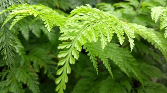 As plantas ajudam a dar vida aos ambientes (Imagem: (Imagem: Gui Arteru | Shutterstock)