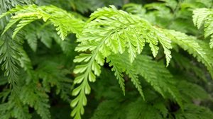 As plantas ajudam a dar vida aos ambientes (Imagem: (Imagem: Gui Arteru | Shutterstock)