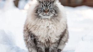 As raças de gatos da Rússia são famosas mundialmente (Imagem: Dmitry Naumov | Shutterstock)