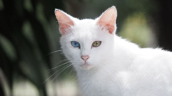 Do branco reluzente ao cinza\u002Dprateado: 5 raças de gato originárias da Tailândia