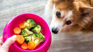 Os animais de estimação também podem enjoar da comida com o tempo (Imagem: Anastasiya Tsiasemnikava | Shutterstock)