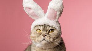 É importante manter alimentos da Páscoa longe dos pets (Imagem: Regina Erofeeva | Shutterstock)