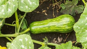 A abobrinha é um vegetal versátil que pode ser incorporado às refeições de diversas formas (Imagem: Cucurbita pepo | Shutterstock)