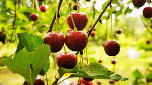 A cereja é muito apreciada na cozinha e contém nutrientes que contribuem para a saúde do organismo (Imagem: Milje Ivan | Shutterstock)