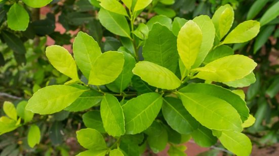 A erva-mate tem ação antioxidante e ajuda aumentar a energia (Imagem: Helissa Grundemann | Shutterstock)