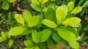 A erva-mate tem ação antioxidante e ajuda aumentar a energia (Imagem: Helissa Grundemann | Shutterstock)