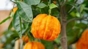 A laranja-amarga tem uma rica composição nutricional (Imagem: nnattalli | Shutterstock)