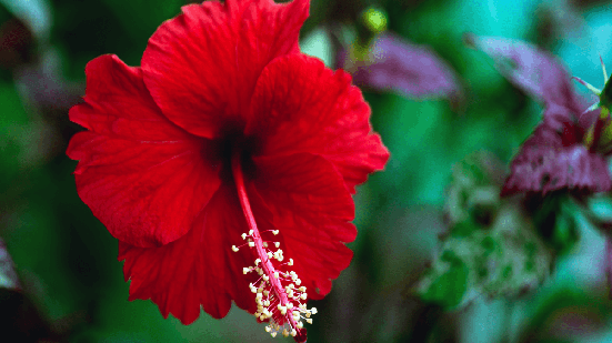 Pequenos rituais com hibisco ajudam a fortalecer o autocuidado (Imagem: Narong Khueankaew | Shutterstock)
