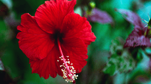 Pequenos rituais com hibisco ajudam a fortalecer o autocuidado (Imagem: Narong Khueankaew | Shutterstock)