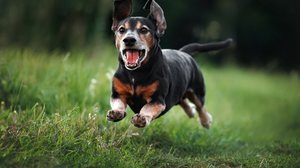 Animais idosos necessitam de cuidados especiais (Imagem: otsphoto | Shutterstock)