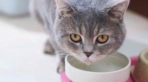 É importante ficar atento às causas do vômito dos gatos (Imagem: sxrx_mas | Shutterstock)