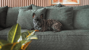 Alguns tipos de tecidos são ideais para casas com animais (Projeto: Dantas & Passos Arquitetura | Imagem: Henrique Ribeiro)