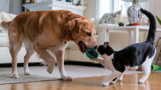 Alguns cuidados ajudam a tornar a convivência entre o gato e o cachorro mais harmoniosa (Imagem: VisualMosaic | Shutterstock)