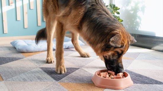 O comportamento na hora da refeição pode indicar desde ansiedade até falta de estímulos na rotina do pet (Imagem: ilona.shorokhova | Shutterstock)