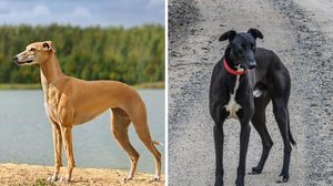 Apesar de pertencerem à família dos galgos, esses cães compartilham traços físicos e comportamentais diferentes (Imagem: Natallia Yaumenenka
e Esteban Alejandro | Shutterstock)