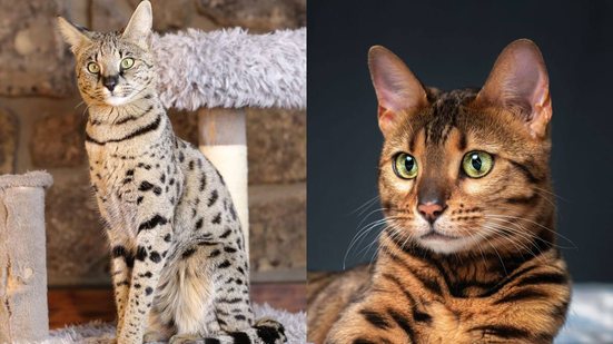 Apesar de semelhantes, os gatos savannah e bengal têm origens, personalidades e necessidades bastante distintas (Imagem: AJR_photo e shymar27 | Shutterstock)