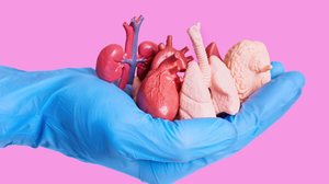 A doação de órgãos é um ato de solidariedade e pode transformar vidas (Imagem: Chizhevskaya Ekaterina | Shutterstock)