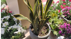 A espada-de-são-jorge afasta energias negativas e proporciona sensação de segurança (Imagem: GYAN PRATIM RAICHOUDHURY| Shutterstock