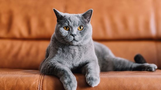 A relação do Reino Unido com os gatos é antiga e profundamente enraizada na história (Imagem: PHOTOCREO Michal Bednarek | Shutterstock)