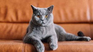 A relação do Reino Unido com os gatos é antiga e profundamente enraizada na história (Imagem: PHOTOCREO Michal Bednarek | Shutterstock)