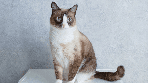 Com olhos azuis, esses gatos encantam pela aparência marcante e conquistam admiradores em diferentes partes do mundo (Imagem: Yuliya Alekseeva | Shutterstock)