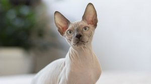 As raças de gato sem pelo chamam atenção por sua aparência exótica (Imagem: Katrin Baidimirova | Shutterstock)
