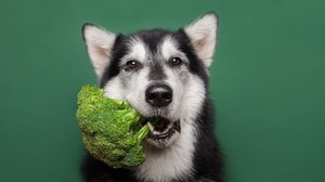 Alguns alimentos ajudam a manter a saúde bucal dos cães (Imagem: Ellina Balioz | Shutterstock)