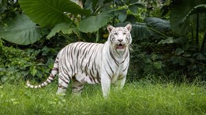 Alguns animais se destacam na natureza pela beleza (Imagem: TADAphotographer | Shutterstock)