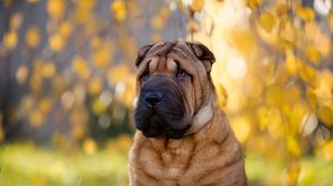 As características físicas e genéticas de algumas raças as tornam predispostas a doenças oculares (Imagem: Liliya Kulianionak | Shutterstock)