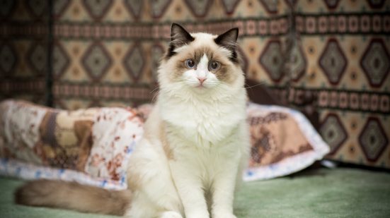 No antigo Egito, alguns animais eram considerados a representação dos deuses (Imagem: Peredniankina | Shutterstock)