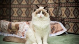 No antigo Egito, alguns animais eram considerados a representação dos deuses (Imagem: Peredniankina | Shutterstock)