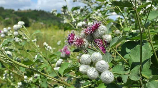 A bardana é uma planta medicinal benéfica para a saúde (Imagem: Orest lyzhechka | Shutterstock)