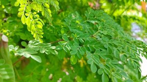A moringa tem nutrientes essenciais para o bom funcionamento do organismo (Imagem: Mariahusain | Shutterstock)