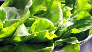 O almeirão tem um sabor marcante e é rico em nutrientes (Imagem: Luiz Giope | Shutterstock)